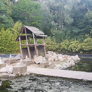 Part Barbary sheep - Hamadryas baboon enclosure