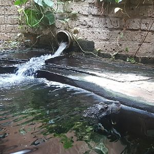 African dwarf crocodile enclosure