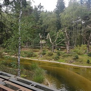 Yellow-breasted capuchin island