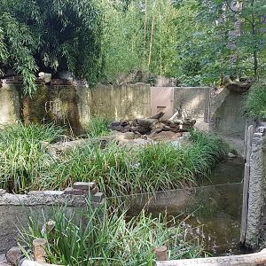 Yellow mongoose enclosure
