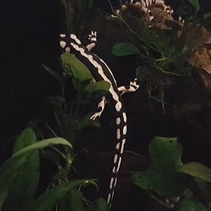 Kaiser's spotted newts