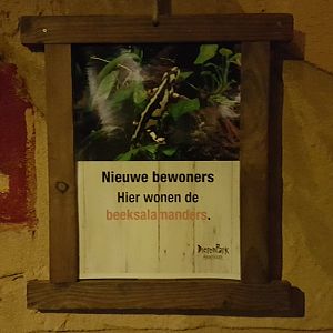 Sign Kaiser's spotted newt