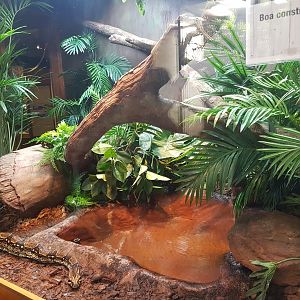 Enclosure Boa constictor