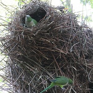 Monk parakeets at the nest