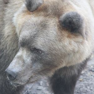 European brown bear