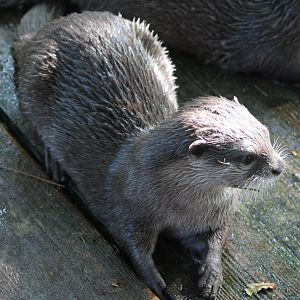 Asian small-clawed otter