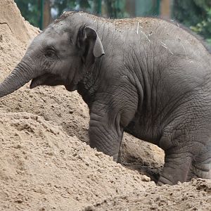 Asian elephant calf
