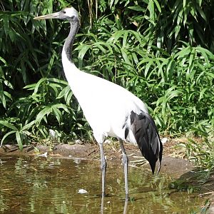 Red-crowned crane