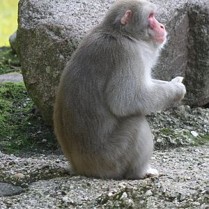 Japanese macaque