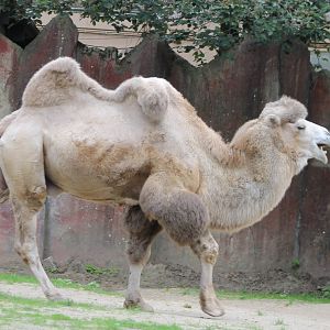 Camel