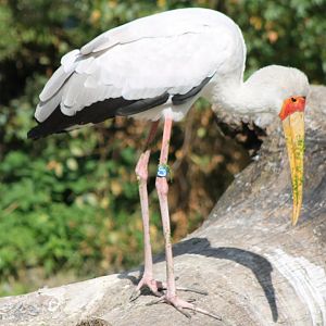Yellow-billed stork