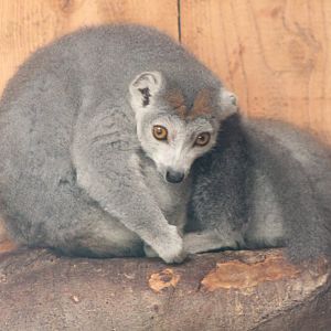 Crowned lemurs