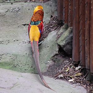 Golden Pheasant (Chrysolophus pictus)