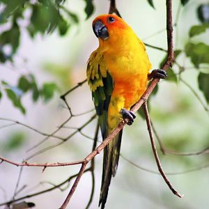 Sun Conure (Aratinga solstitialis)