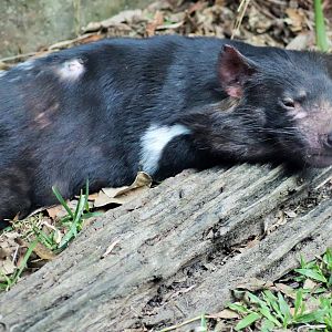 Tasmanian Devil (Sarcophilus harrisii)