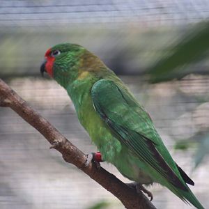 Little Lorikeet (Glossopsitta pusilla)