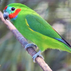Red-browed Fig Parrot (Cyclopsitta diophthalma macleayana)