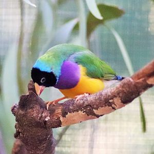 Gouldian Finch (Erythrura gouldiae)