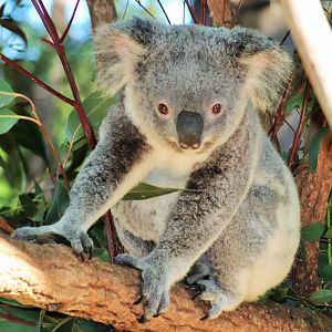 Koala (Phascolarctos cinereus)