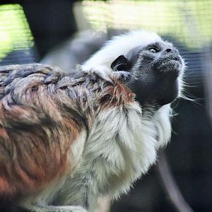 Cotton-top Tamarin (Saguinus oedipus)