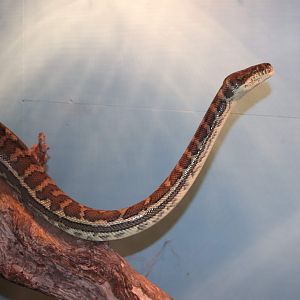 Coastal Carpet Python (Morelia spilota mcdowelli)