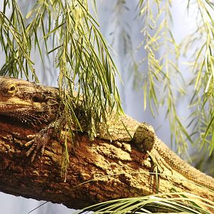 Eastern Bearded Dragon (Pogona barbata)