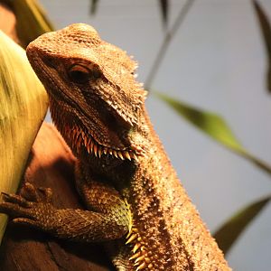 Central Bearded Dragon (Pogona vitticeps)
