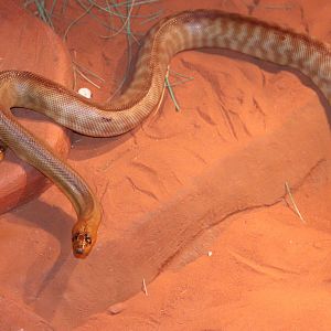 Woma Python (Aspidites ramsayi)