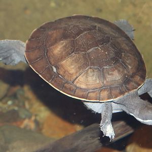 Macquarie Turtle (Emydura macquarii)