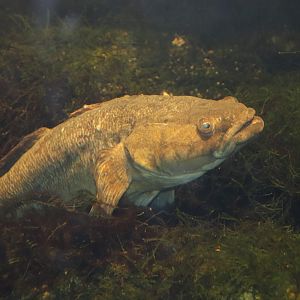 Sleepy Cod (Oxyeleotris lineolatus)