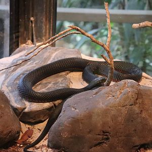 Red-bellied Black Snake (Pseudechis porphyriacus)