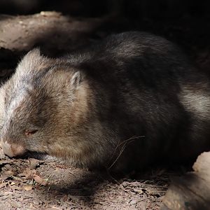 Common Wombat (Vombatus ursinus)