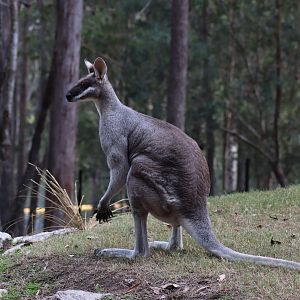 Male Whiptail Wallaby (Macropus parryi)