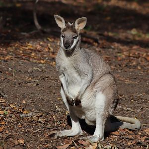 Female Whiptail Wallaby (Macropus parryi)