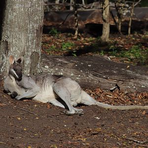 Male Whiptail Wallaby (Macropus parryi)