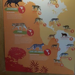 Cat signage of Americas