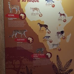 Cats of Africa signage