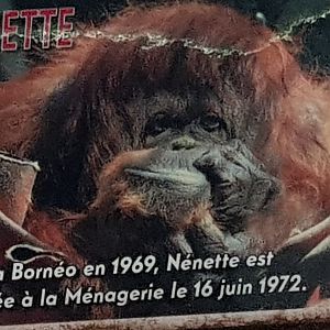 Orangutans name sign