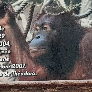 Orangutans name sign