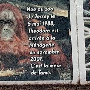 Orangutans name sign