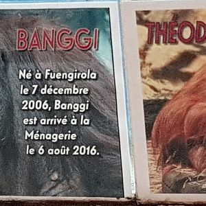 Orangutans name sign