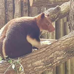 Goodfellows tree kangaroo