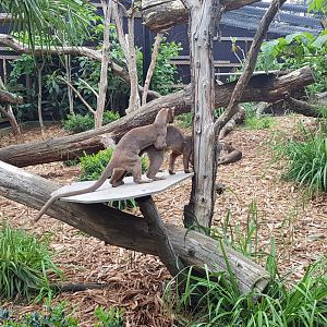 Fossa enclosure