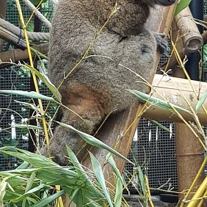 Greater bamboo lemur