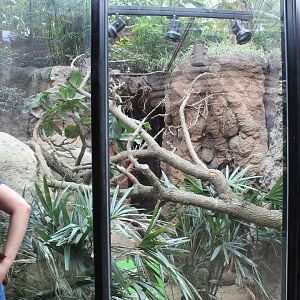 Small Mammal Reptile House Renovations - Jamaican Iguana Exhibit