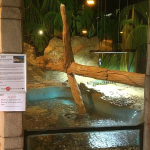 Mississippi alligator enclosure
