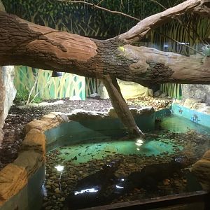 Dwarf crocodile enclosure