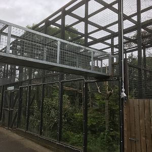 De brazza guenon enclosure