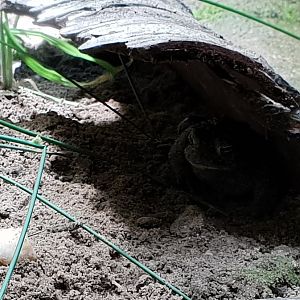 ( hidden ) Natterjack toad