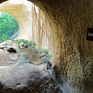Enclosure Natterjack toad